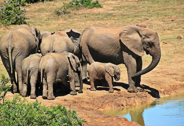 elephant-1092508_1280.jpg