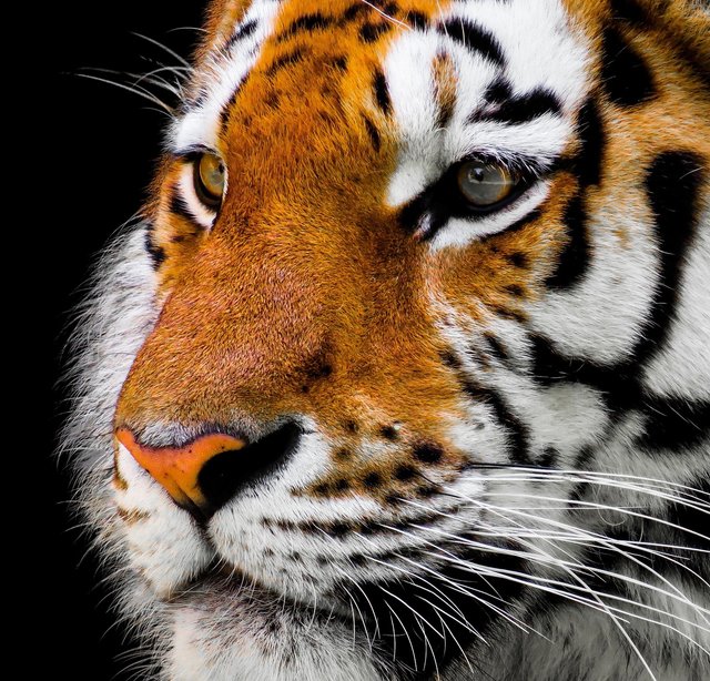 tiger-2923186_1280.jpg