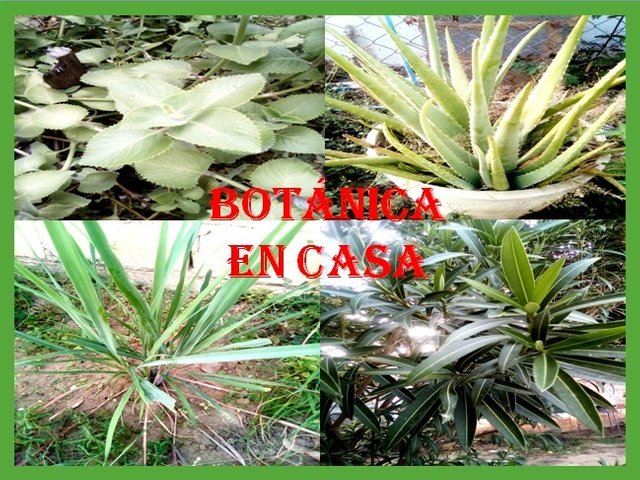 BOTANICA EN CASA.jpg