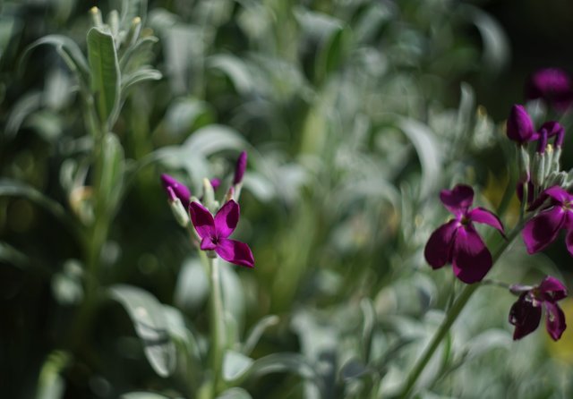purple flower bokeh.jpg