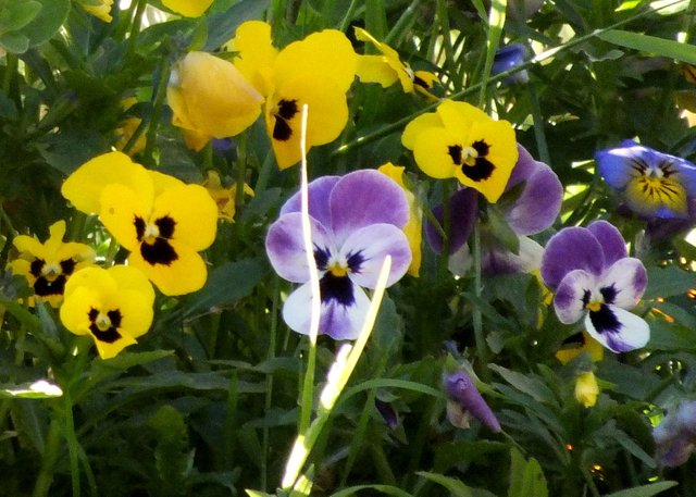 CT0325-Pansies.jpg