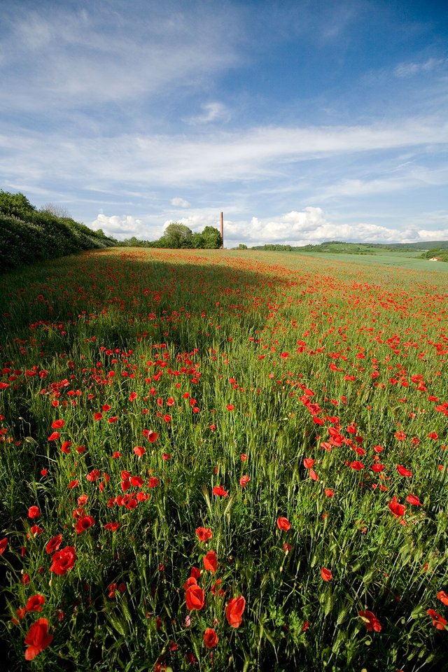 poppy fields landscape super wide angle photography by fraenk