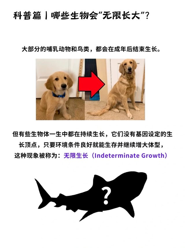 科普一分钟_你知道这些动物会“无限长大”吗❓_1.jpg