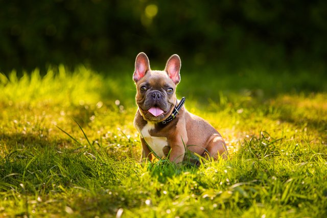 dog portrait photography small.jpg