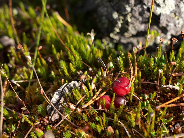 DSC05722.jpg