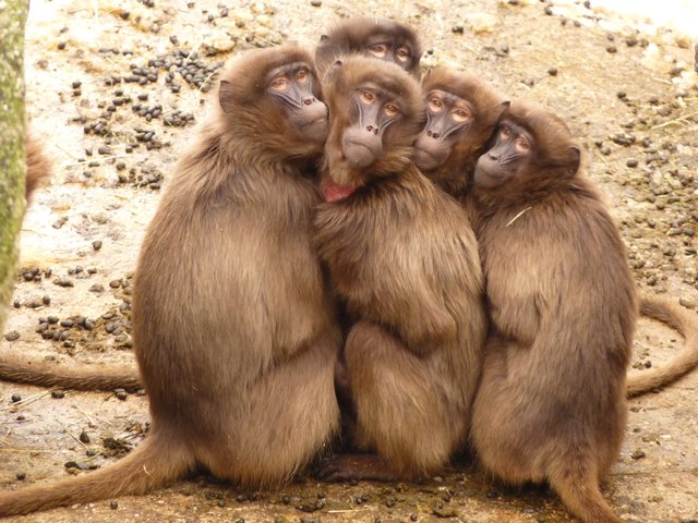 animals-cute-monkeys-60023.jpg