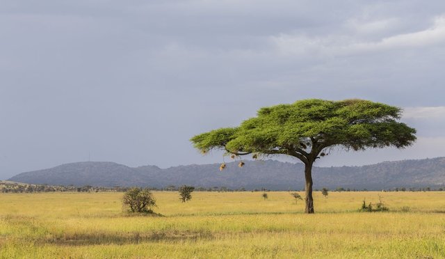 Safari-dans-le-parcn-national-du-Serengeti-en-Tanzanie-9.jpg