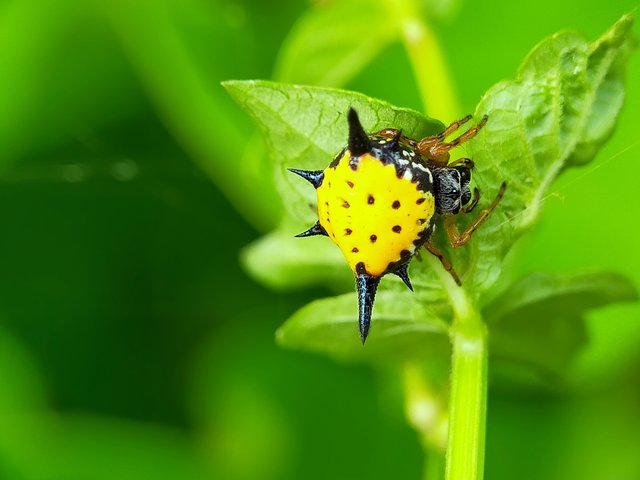 Horned Spider (13).jpg