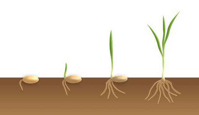 germination.png