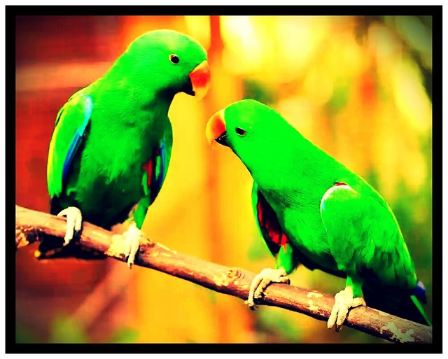 the-green-parrot-bird-hd-wallpapers.jpg