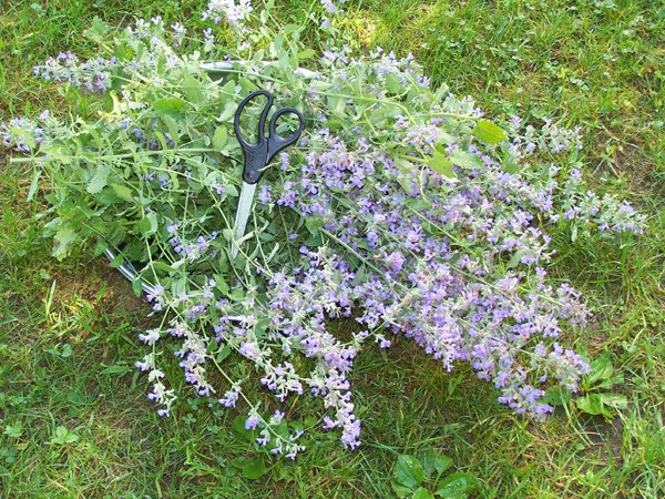 Dehydrator - catmint crop June 2019.jpg