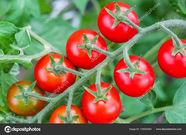 depositphotos_179005064-stock-photo-lush-and-juicy-cherry-tomato.jpg