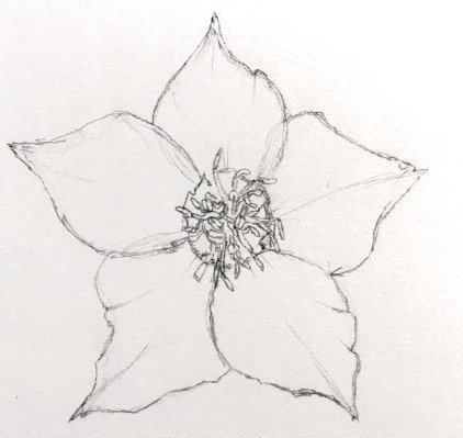 hellebore-pencil-sketch.jpg