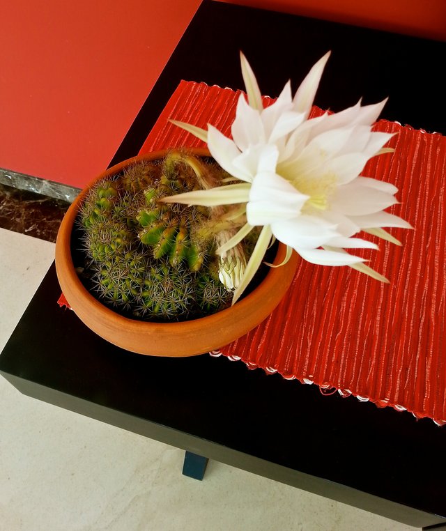 Cactus. Una sola flor. IPhoto.jpg