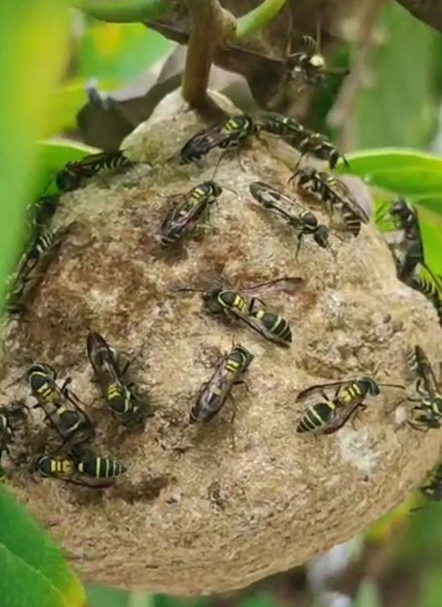 Abejas 2.jpg