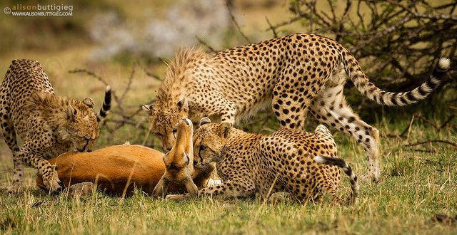 Mother-Deer-Sacrifices-Herself-to-Cheetahs-to-Save-Her-Child12.jpg