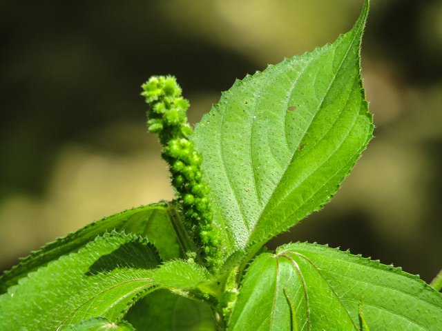 SuperGreen.jpg