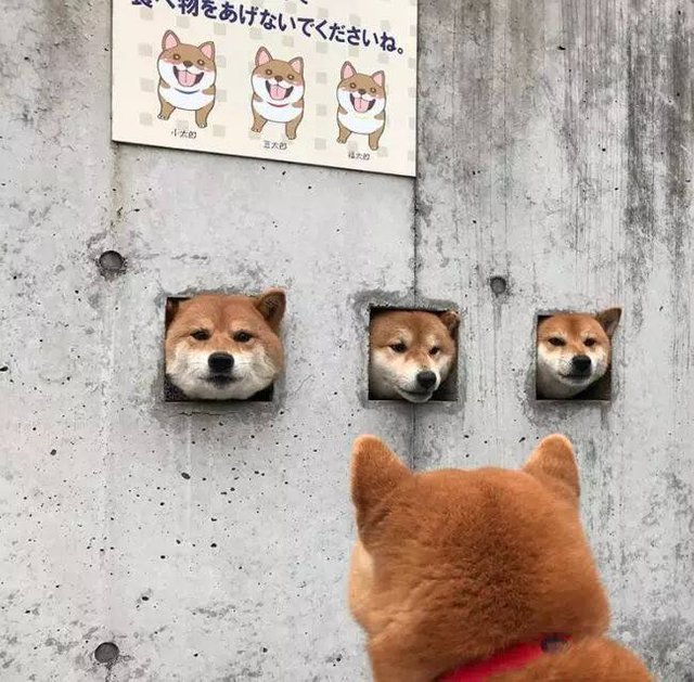 Japan Tourist Attraction Kotamamefuku Three Cute Shiba Inu Dogs Who Want To Be Your Friend Steemit