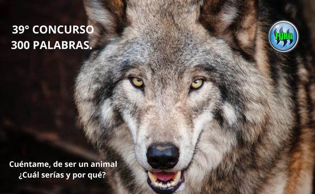 39° CONCURSO 300 PALABRAS. Cuéntame, de ser un animal ¿Cuál serías y por qué.png