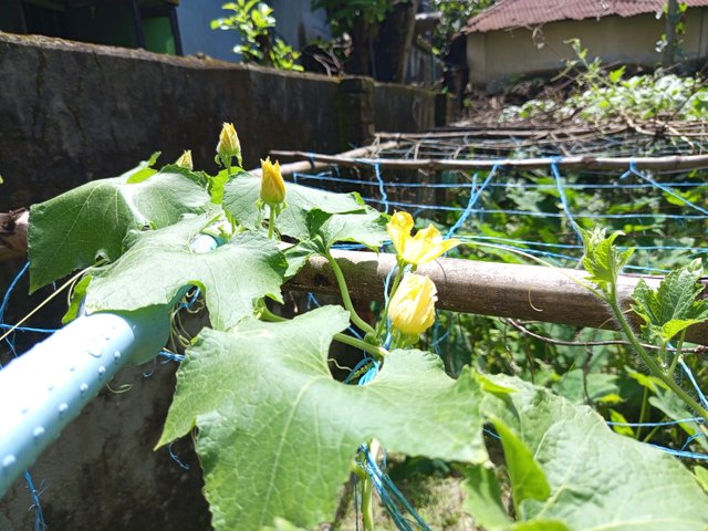 chalkumra (1).jpg