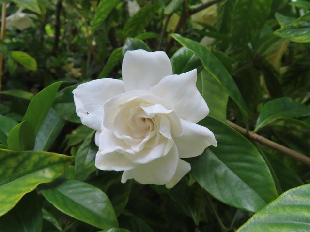 gardenia-5097886_1280.jpg