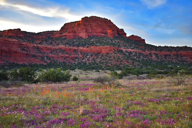 spring meadows 8x12.jpg