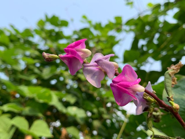 令人惊叹的玫瑰色缝花摄影-豁天游|活田酉 一个专门分享有趣的信息，激发人们的求知欲。