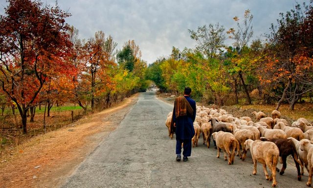 A-Shepherd-Boy-Heading-Home-with-his-sheep-Syed-Mehdi-Bukhari.jpg