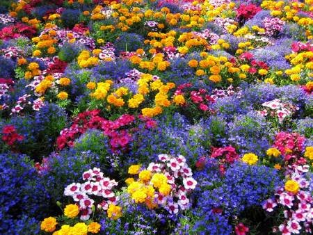 colourful garden.jpg