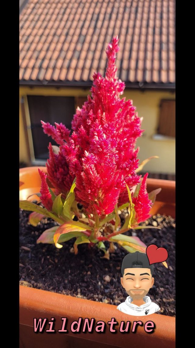 Celosia cresta di gallo.jpg