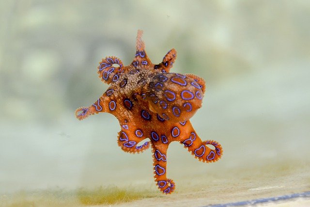 blue-ringed-octopus-2414408_640.jpg