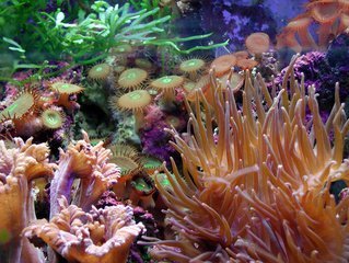 the-reef-1477702.jpg