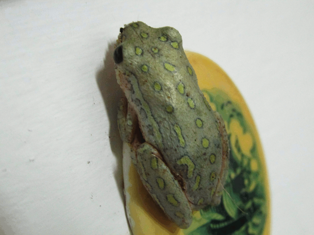 2823-TreeFrog.png