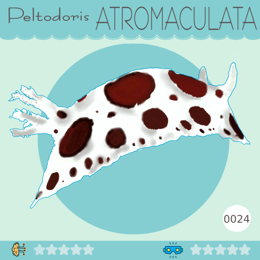 0024-PeltodorisAtromaculata.png