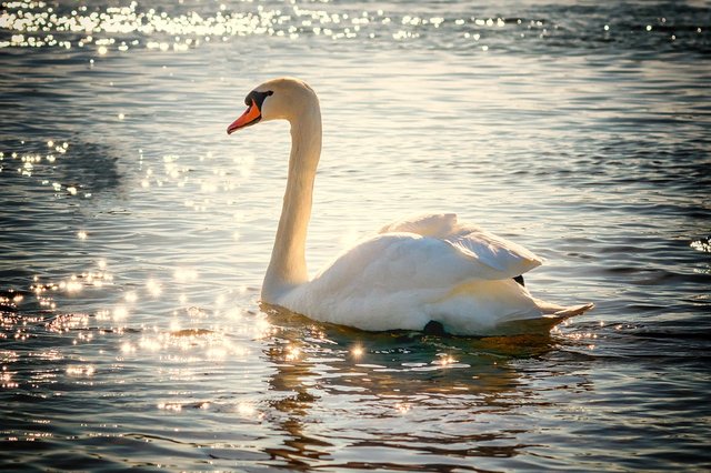 swan-2077219_960_720.jpg