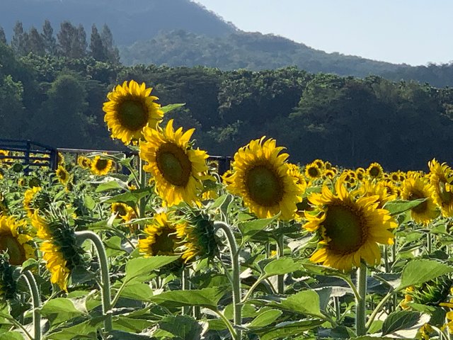 Sunflower fields19.jpg