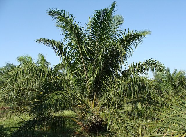 oil-palm-287899_1280.jpg