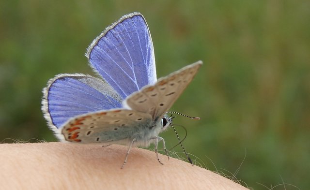 Бабочка на руке4.jpg