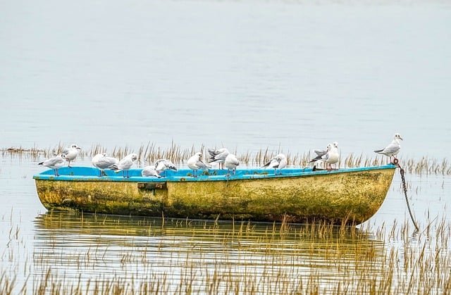 seagulls-8583786_640.jpg