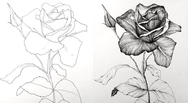 rose-flower-pen-drawing.jpg