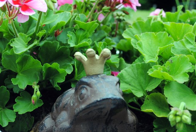 frog-in-flowerpot_5848327383_o (FILEminimizer).jpg