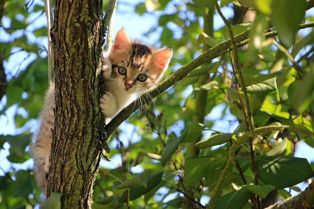 cat-1647775_1280.jpg