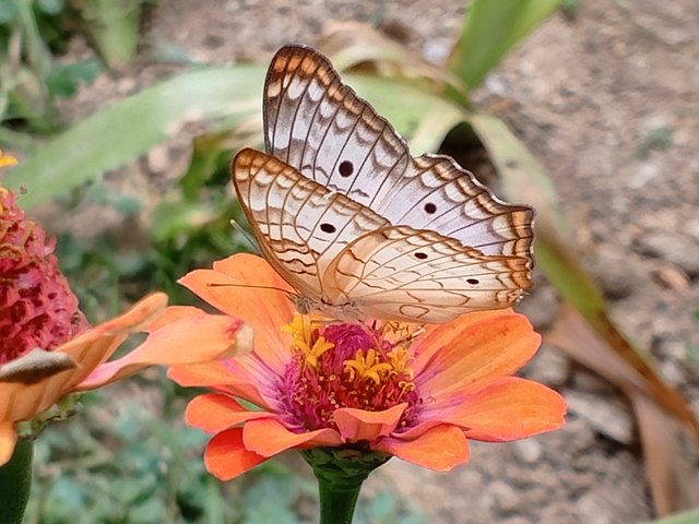 IMG_20250526_115843_278.jpg