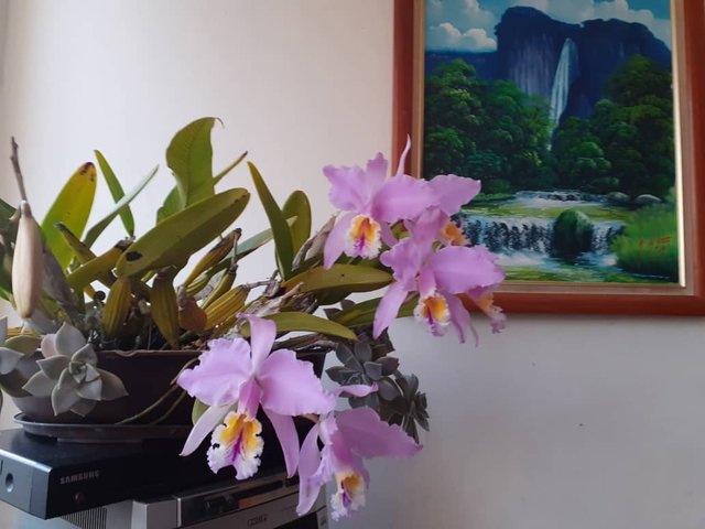 ORQUIDEAS CASA.jpg