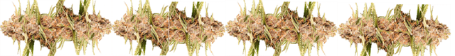 smokeio white bud banner.png