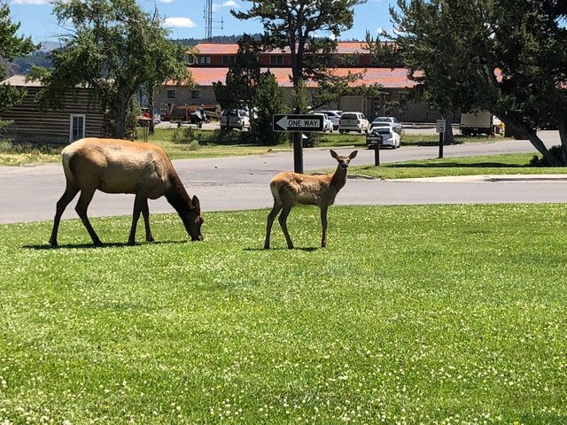 Elk Mama and Baby.jpg