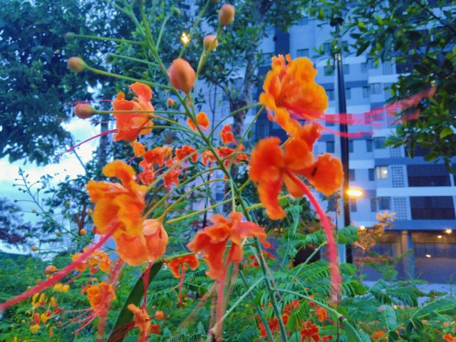 IMG_20250404_192119.jpg