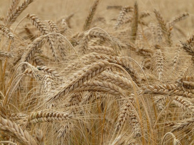 wheat-8762_1280.jpg