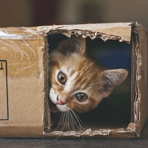 cute-photos-of-cats-in-box-1593184776.jpg