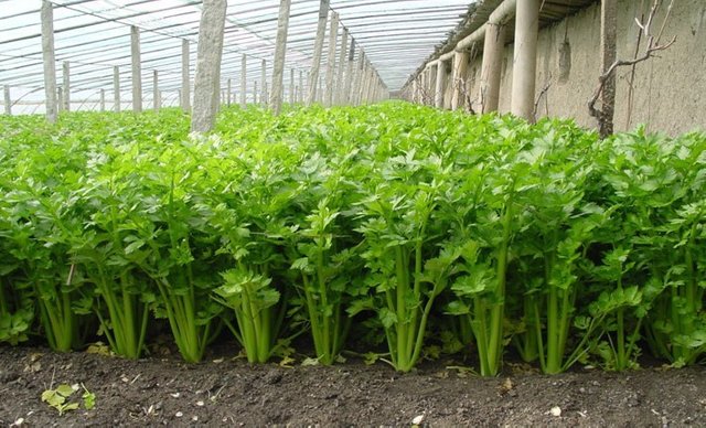 Conozca Las Plantas Medicinales Para Hacer Remedios Caseros Apio